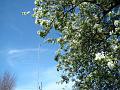 2011-0406_1405_Pear_Blossom_22,1C